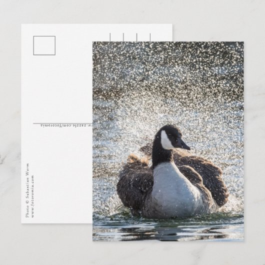 Zwemgans Natuur Foto Briefkaart (Voorkant / Achterkant)
