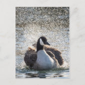 Zwemgans Natuur Foto Briefkaart (Voorkant)