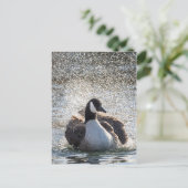Zwemgans Natuur Foto Briefkaart (Staand voorkant)