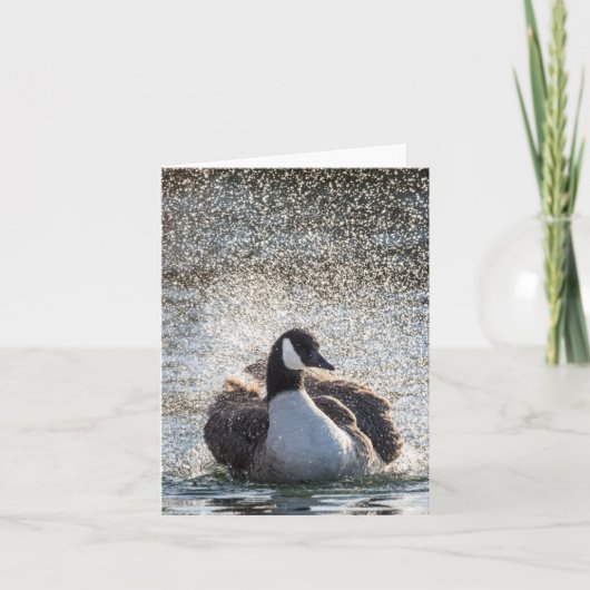 Zwemgans Natuur Foto Kaart (Voorkant)