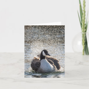 Zwemgans Natuur Foto Kaart