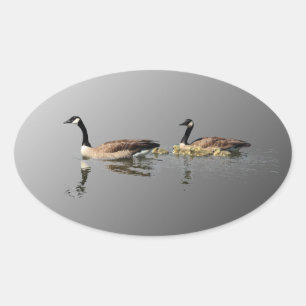 Zwemganzenticker Ovale Sticker