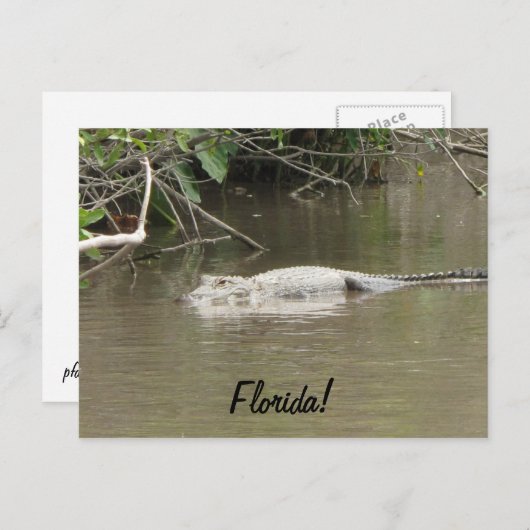 Zwemgator Briefkaart (Voorkant / Achterkant)