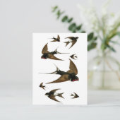 Zwemgen  dieren briefkaart (Staand voorkant)