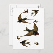 Zwemgen  dieren briefkaart (Voorkant / Achterkant)