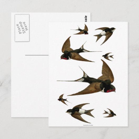 Zwemgen  dieren briefkaart (Voorkant / Achterkant)