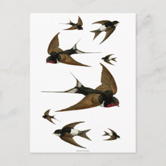 Zwemgen  dieren briefkaart