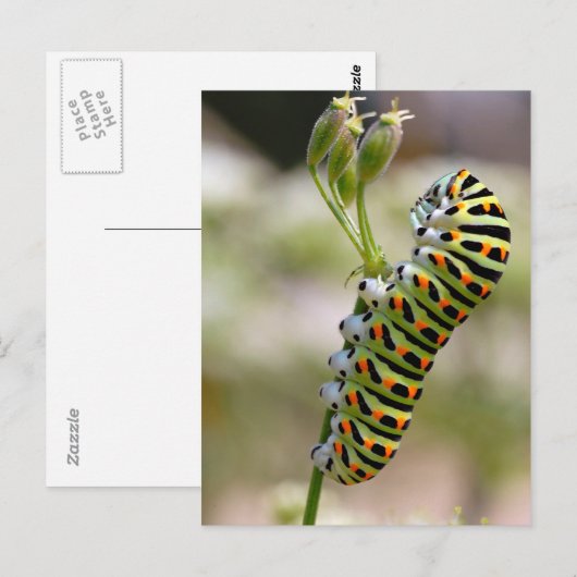 Zwemijlstaart op gras briefkaart (Voorkant / Achterkant)