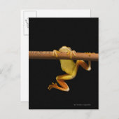 Zwemkikker (Limnonectes Leytensis) Briefkaart (Voorkant / Achterkant)