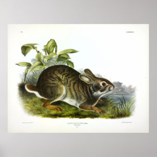 Zwemkonijn (moeraskonijn) van Audubon Poster