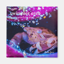 Zwemkrab (Lissocarcinus laevis Miers, 1886 )