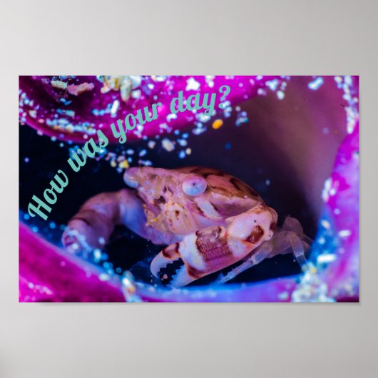 Zwemkrab (Lissocarcinus laevis Miers, 1886 ) Poster (Voorkant)