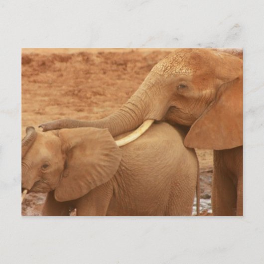 Zwemmen Baby Elephant Briefkaart (Voorkant)