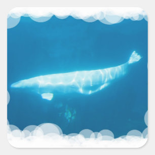 Zwemmen Beluga Whales Sticker