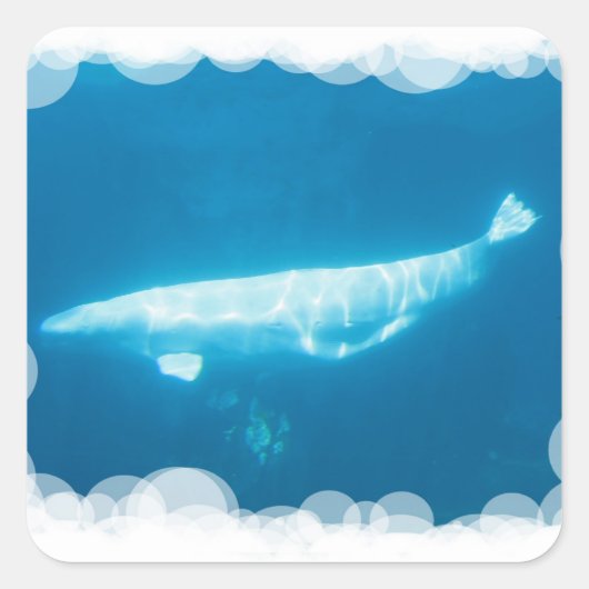 Zwemmen Beluga Whales Sticker (Voorkant)