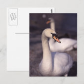 Zwemmen bij het Windermere-meer Briefkaart (Voorkant / Achterkant)