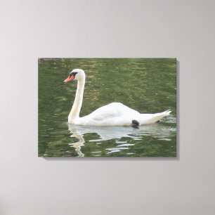 Zwemmen Canvas Afdruk