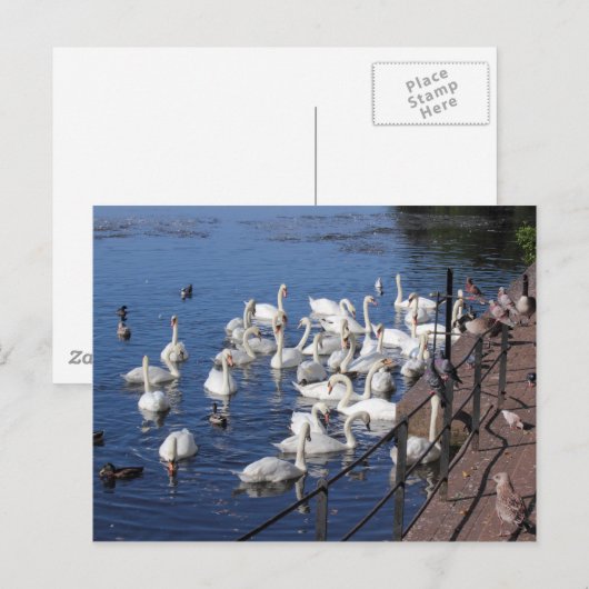 Zwemmen en andere vogels bij het Roath Park Lake C Briefkaart (Voorkant / Achterkant)