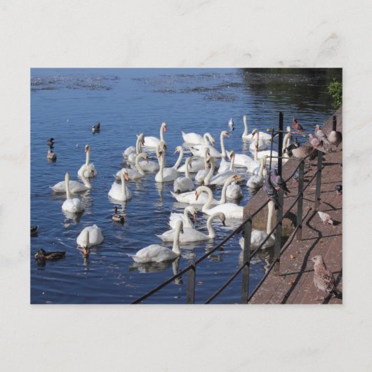 Zwemmen en andere vogels bij het Roath Park Lake C Briefkaart (Voorkant)
