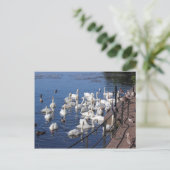 Zwemmen en andere vogels bij het Roath Park Lake C Briefkaart (Staand voorkant)