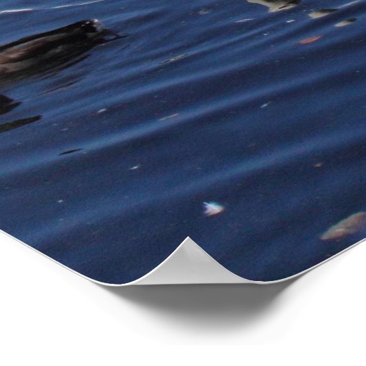 Zwemmen en andere vogels bij het Roath Park Lake C Poster (Hoek)