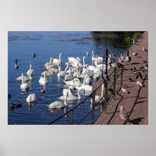Zwemmen en andere vogels bij het Roath Park Lake C Poster (Voorkant)