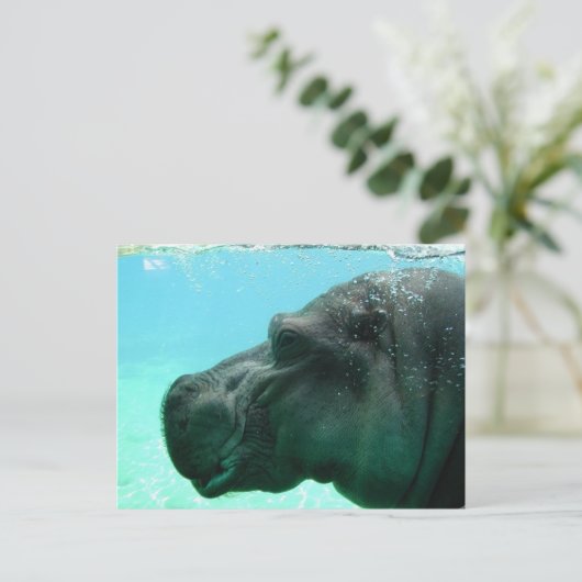 Zwemmen Hippo Briefkaart (Staand voorkant)
