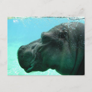 Zwemmen Hippo Briefkaart
