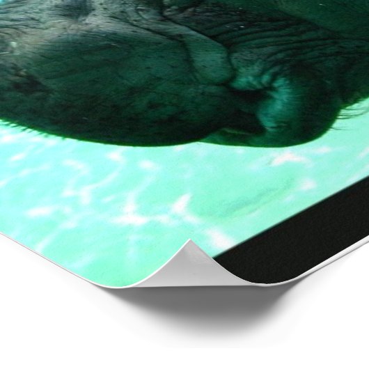 Zwemmen Hippo Poster (Hoek)