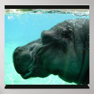 Zwemmen Hippo Poster