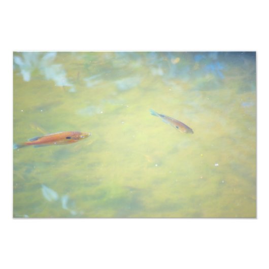 Zwemmen in de zon foto afdruk (Voorkant)