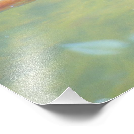 Zwemmen in de zon foto afdruk (Hoek)