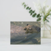 Zwemmen in het Capybara Briefkaart (Staand voorkant)