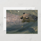 Zwemmen in het Capybara Briefkaart (Voorkant / Achterkant)