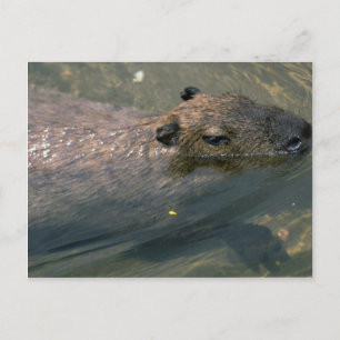 Zwemmen in het Capybara Briefkaart