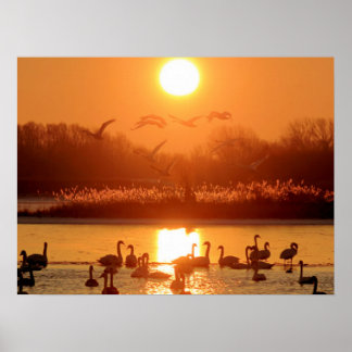 Zwemmen in het meer bij Sunset Poster