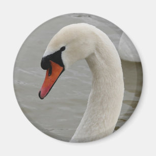 Zwemmen in het meer magneet