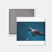 Zwemmen in Pengiun in het Zee. Magneet (Voorkant / Achterkant)