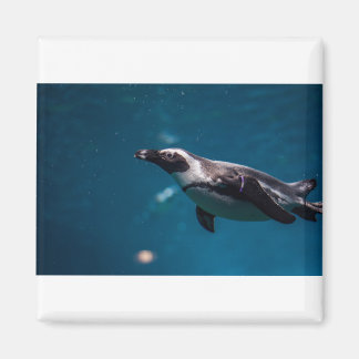 Zwemmen in Pengiun in het Zee. Magneet