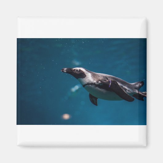 Zwemmen in Pengiun in het Zee. Magneet (Voorkant)