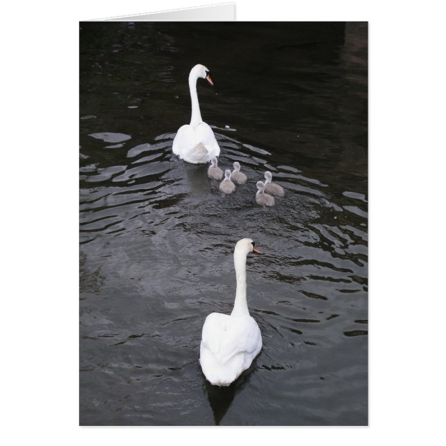 Zwemmen met cygnets (Voorkant)