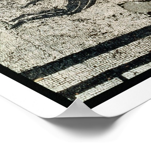 Zwemmen met de Dolfijnen, van het Frigidarium o Poster (Hoek)