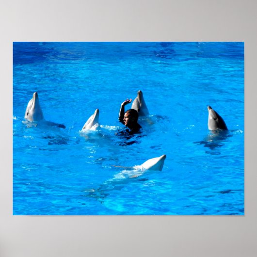 Zwemmen met vijf dolfijnen in Spanje Poster (Voorkant)