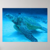 Zwemmen met zeeen schildpadden 2 poster (Voorkant)