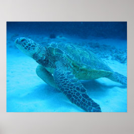 Zwemmen met zeeen schildpadden 2 poster