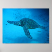 Zwemmen met zeeen schildpadden 4 poster (Voorkant)