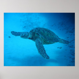 Zwemmen met zeeen schildpadden 4 poster