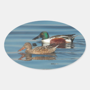 Zwemmen Noordelijke Shovelers Sticker
