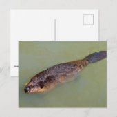 Zwemmen van de Noord-Amerikaanse Beaver Briefkaart (Voorkant / Achterkant)