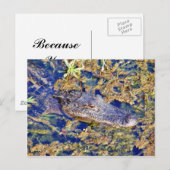 Zwemmen van Gatoruitlijners Briefkaart (Voorkant / Achterkant)